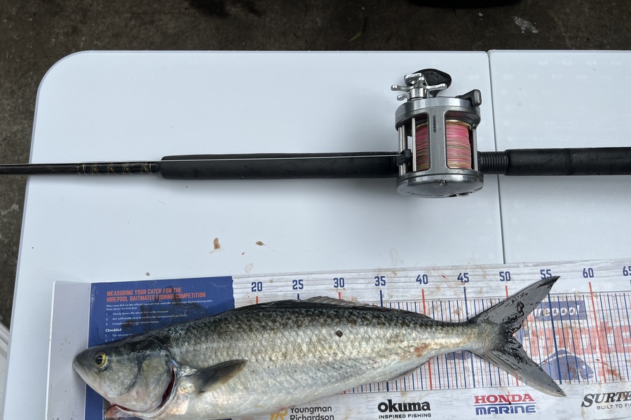 Steven Young caught this 50.0cm Kahawai at Tangimoana  during The Export NZ Fishing Competition