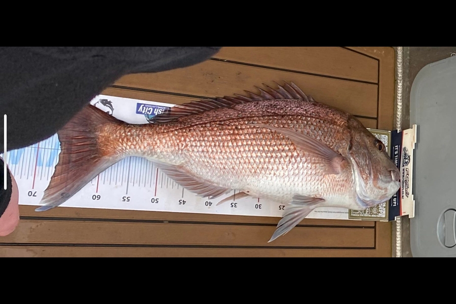 Thomas Kittow caught this 66.0cm Snapper at Rangiputa during The Export NZ Fishing Competition