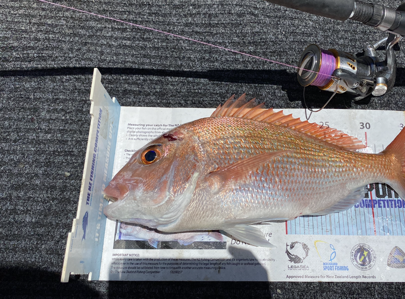 Bob Faram caught this 36.5cm Snapper at Kawau during The Export NZ Fishing Competition
