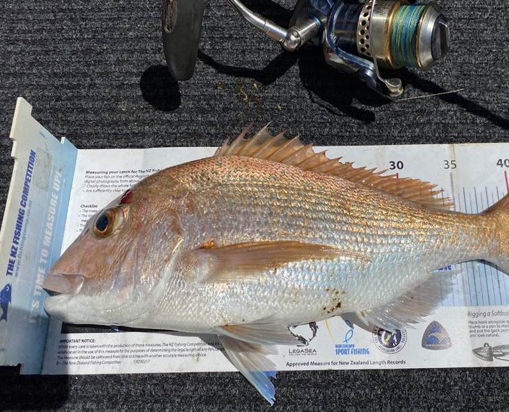 Kyle Faram caught this 43.5cm Snapper at Kawau during The Export NZ Fishing Competition