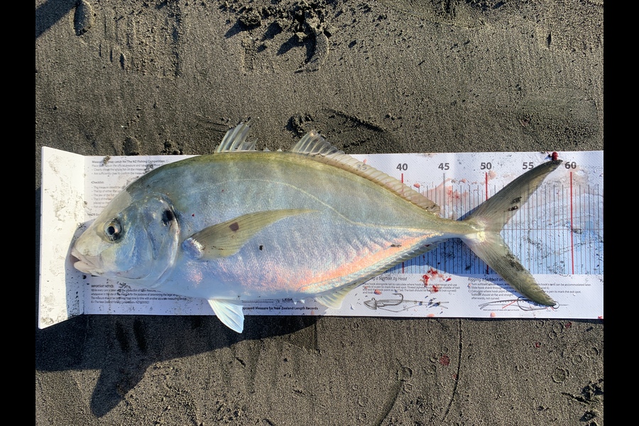 Luke August caught this 51.5cm Trevally at Raglan during The Export NZ Fishing Competition