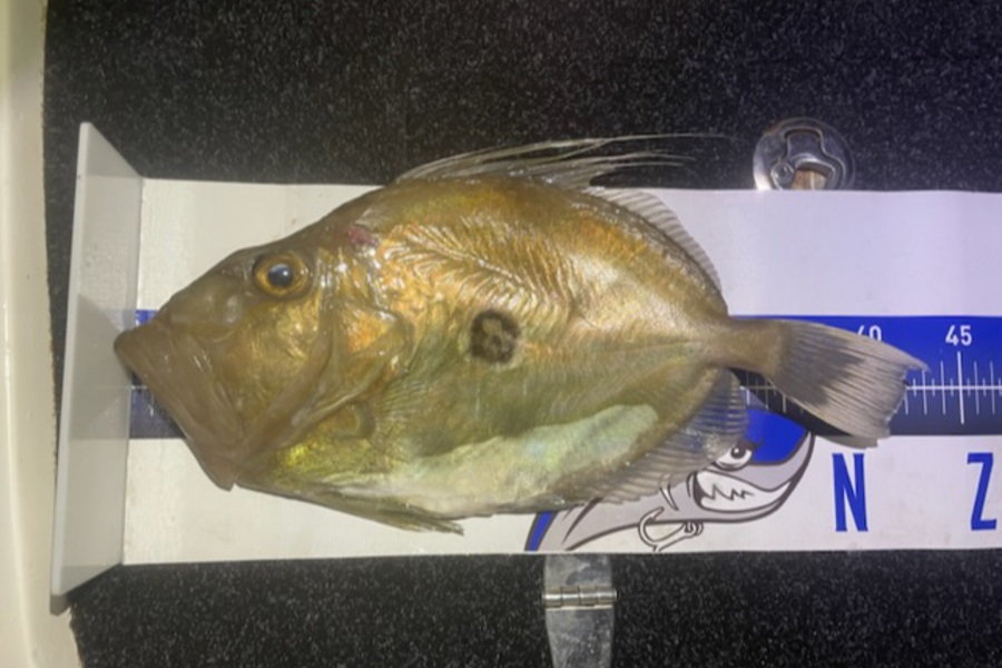 Louis Edwards  caught this 41.5cm John Dory at Tasman bay  during The Export NZ Fishing Competition