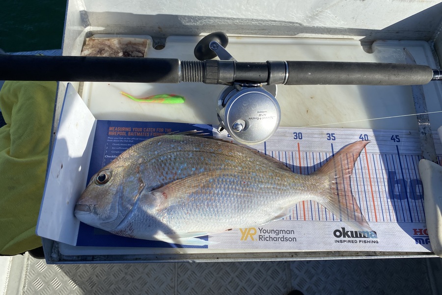Tony Flowers caught this 37.0cm Snapper at Wellington harbour  during The Export NZ Fishing Competition