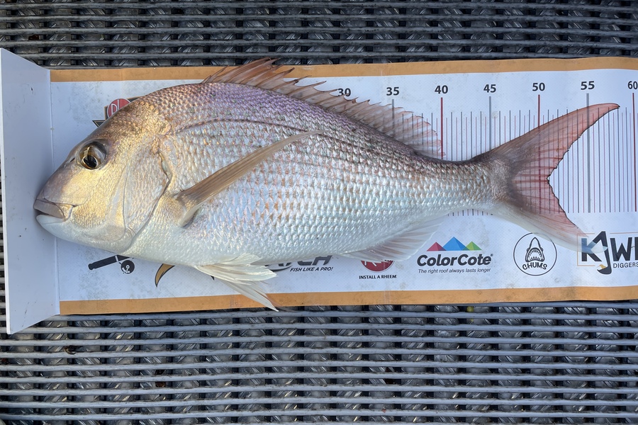 Steve Haines caught this 51.0cm Snapper at Kaipara during The Export NZ Fishing Competition
