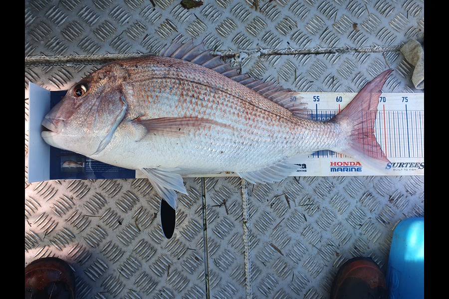 Keith Harvey caught this 67.0cm Snapper at cape egmont during The Export NZ Fishing Competition