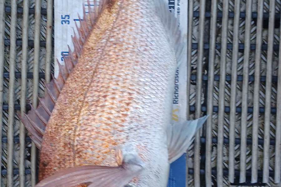 Daniel Hemme caught this 51.5cm Snapper at Kawau Island during The Export NZ Fishing Competition