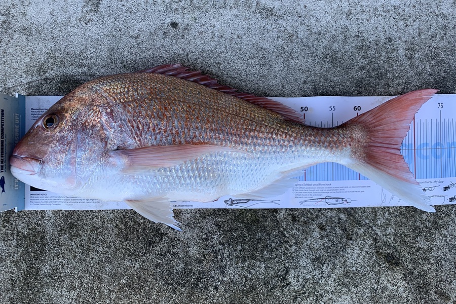 Greg George caught this 67.5cm Snapper at New Plymouth during The Export NZ Fishing Competition