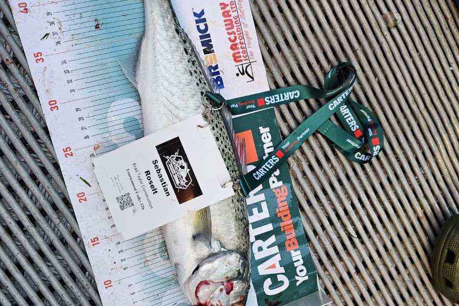 Sebastian Roselt caught this 43.5cm Kahawai at Bay of islands  during The Export NZ Fishing Competition