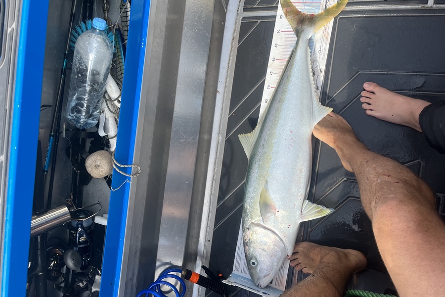 Alex White caught this 96.0cm Kingfish at Whangarei  during The Export NZ Fishing Competition