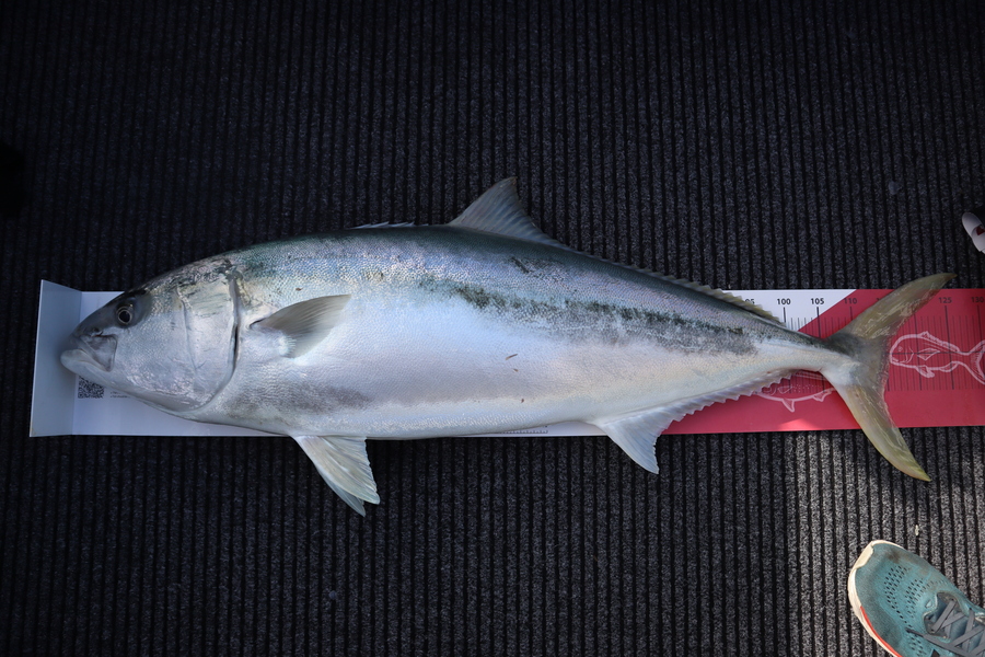 Mark Cotton caught this 115.5cm Kingfish at Tasman Bay during The Export NZ Fishing Competition
