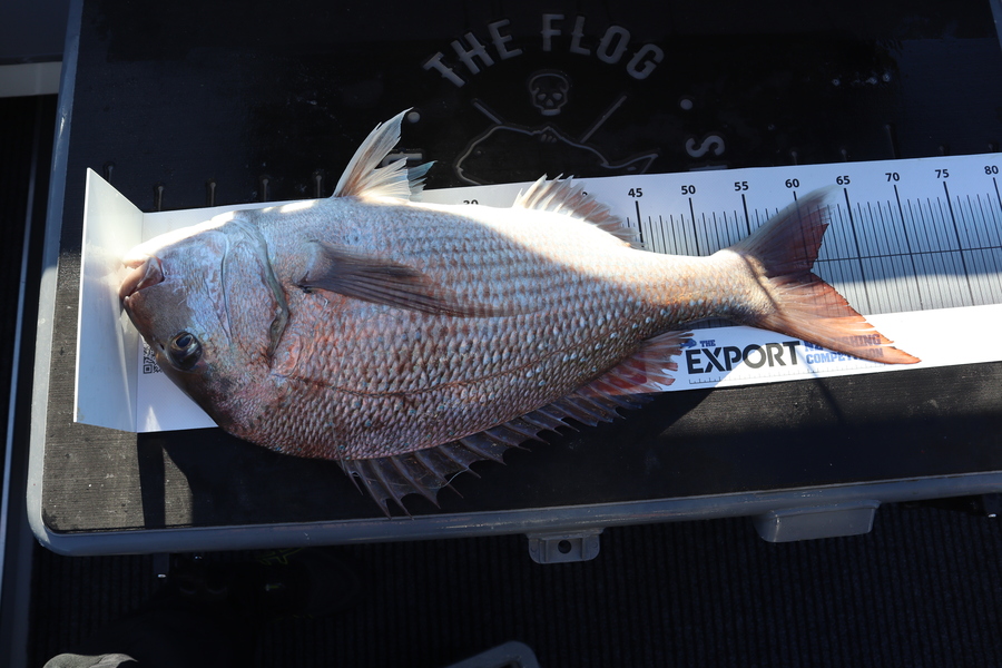 Mark Cotton caught this 60.0cm Snapper at Tasman Bay during The Export NZ Fishing Competition