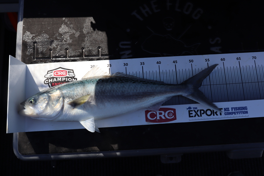 Mark Cotton caught this 51.0cm Kahawai at Tasman Bay during The Export NZ Fishing Competition