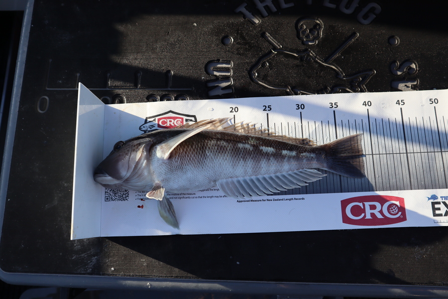 Mark Cotton caught this 38.5cm Blue Cod at Tasman Bay during The Export NZ Fishing Competition