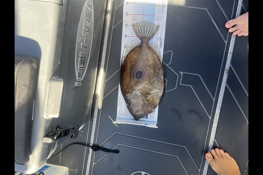 Alex White caught this 47.0cm John Dory at Whangarei  during The Export NZ Fishing Competition