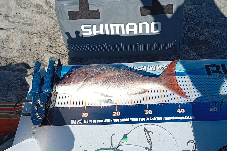 Phil Kerr caught this 41.0cm Snapper at Pikowai during The Export NZ Fishing Competition