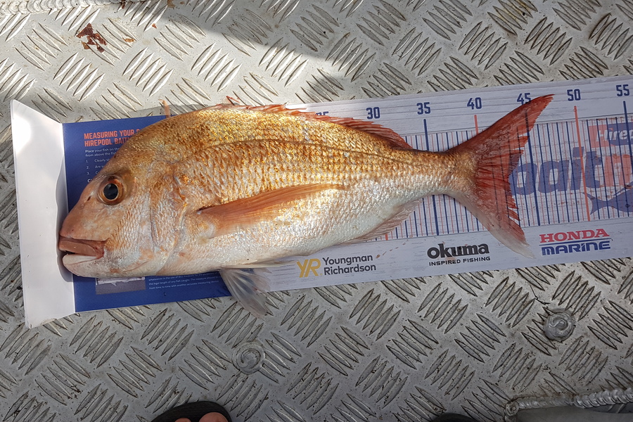 Glenn Lucas caught this 42.5cm Snapper at Kawau  during The Export NZ Fishing Competition