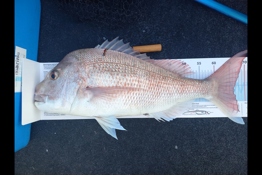 Andrew Tohu caught this 66.5cm Snapper at Bream Bay during The Export NZ Fishing Competition