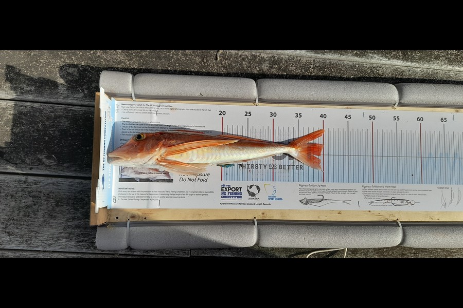 Andrew McBride caught this 39.0cm Gurnard at White Cliffs, Taranaki during The Export NZ Fishing Competition