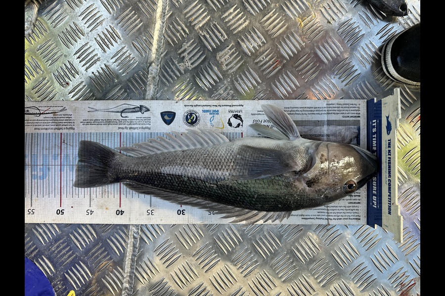 Donald Moormann caught this 47.0cm Blue Cod at Wellington  during The Export NZ Fishing Competition
