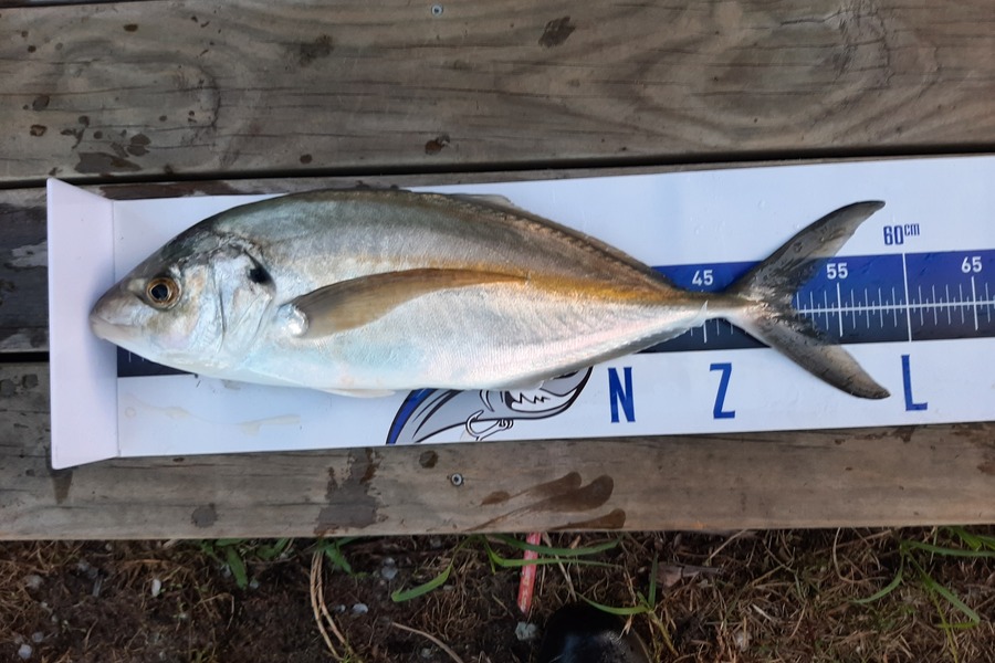 Dave Lean caught this 51.5cm Trevally at Rangiputa during The Export NZ Fishing Competition