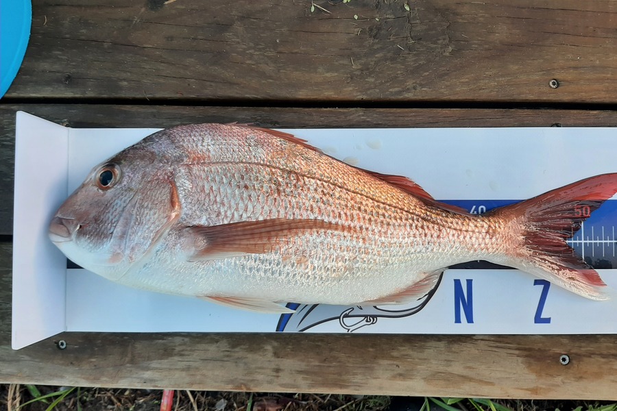Dave Lean caught this 48.0cm Snapper at Rangiputa during The Export NZ Fishing Competition