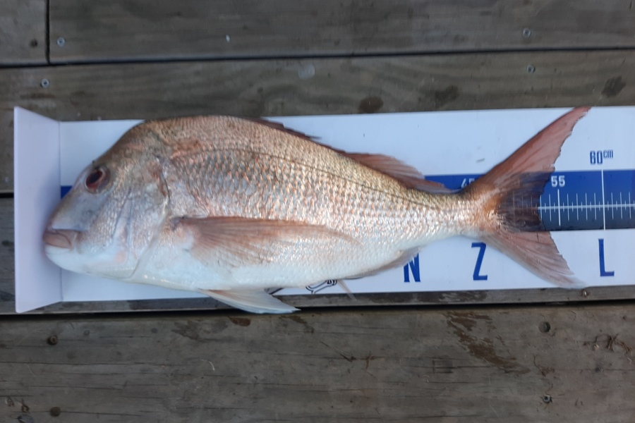 Dave Lean caught this 52.5cm Snapper at Rangiputa during The Export NZ Fishing Competition