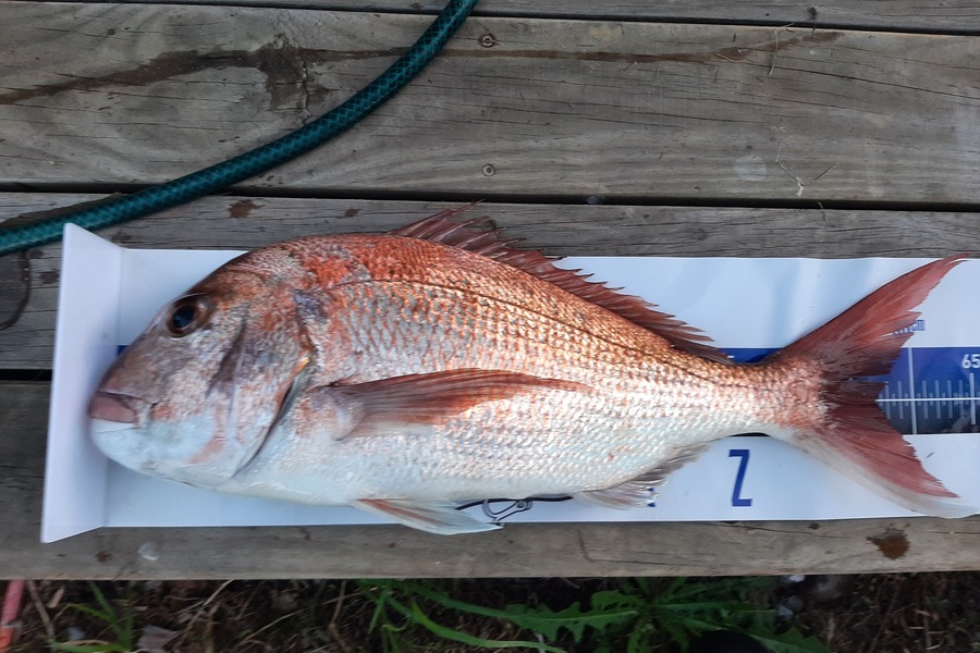 Dave Lean caught this 57.0cm Snapper at Rangiputa during The Export NZ Fishing Competition