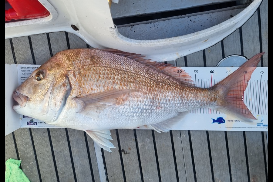 Doug Anderson  caught this 70.0cm Snapper at Noisies  during The Export NZ Fishing Competition