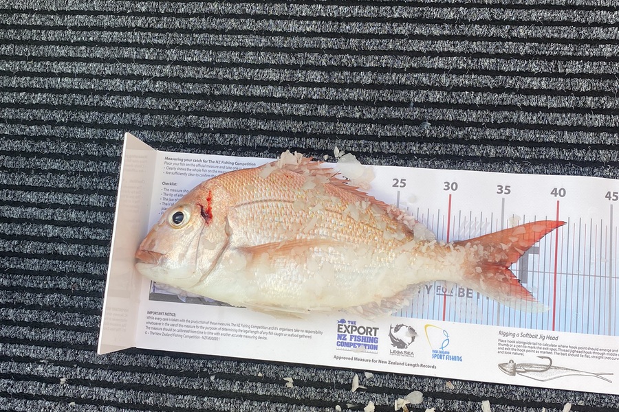 Cameron Vinson caught this 35.5cm Snapper at Whangarei harbour during The Export NZ Fishing Competition