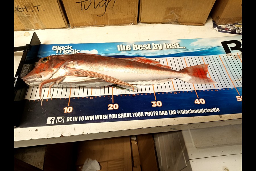 Colin Kerr caught this 44.0cm Gurnard at Town beach Gisborne during The Export NZ Fishing Competition