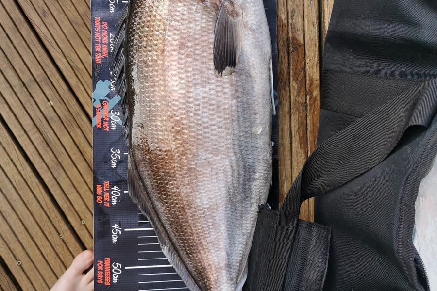 Jason grimmett caught this 64.0cm Blue Moki at Kapity idland during The Export NZ Fishing Competition