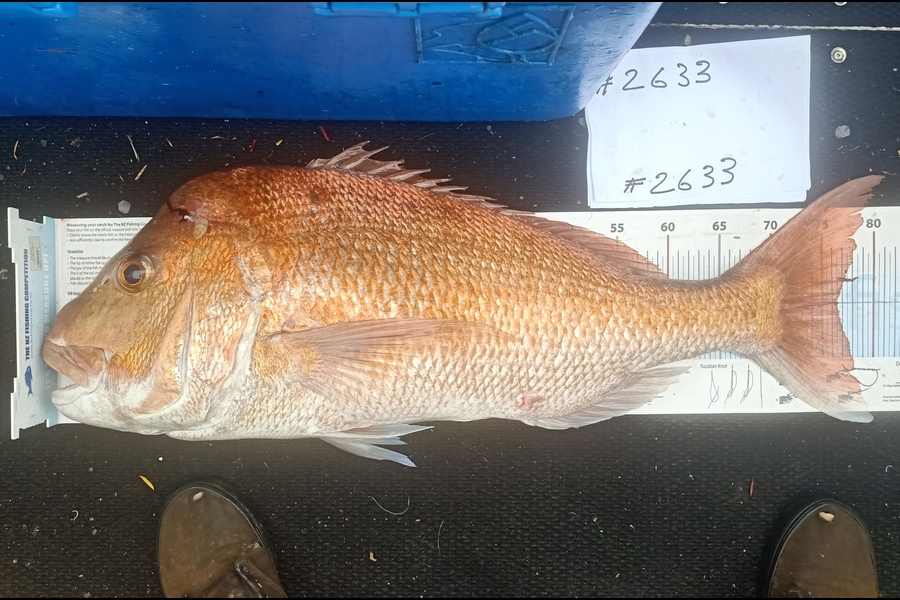Wayne  Alexander  caught this 76.5cm Snapper at Kawau  during The Export NZ Fishing Competition