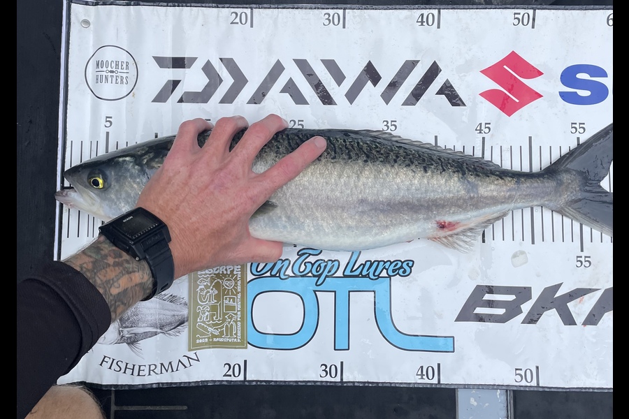 Jereme Aubertin  caught this 56.5cm Kahawai at Spirits Bay during The Export NZ Fishing Competition