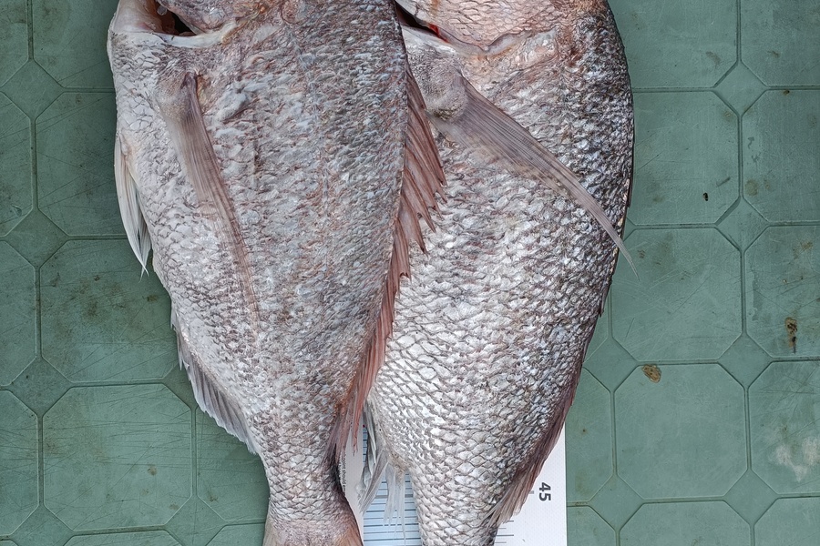 Chan Ly caught this 58.5cm Snapper at Santoft beach during The Export NZ Fishing Competition