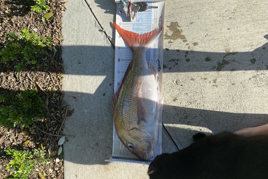 Shane MacRae caught this 50.5cm Snapper at Ohawe  during The Export NZ Fishing Competition