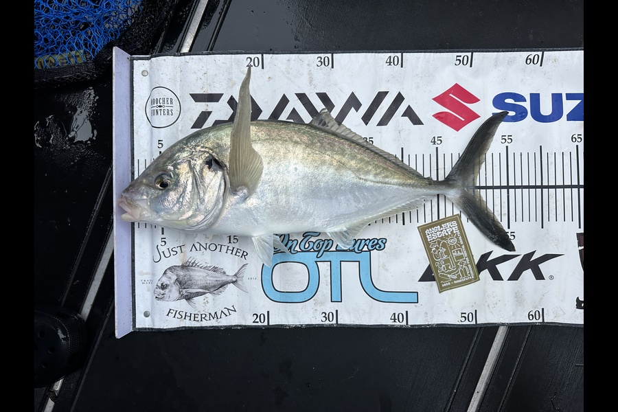 Navare Taylor caught this 50.0cm Trevally at Rangiputa during The Export NZ Fishing Competition