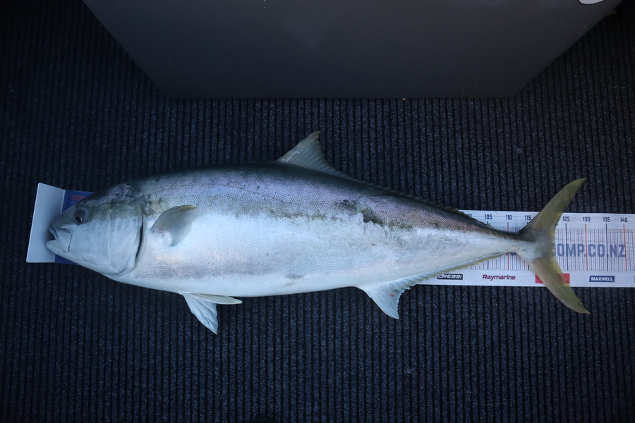 Mark Cotton caught this 122.0cm Kingfish at Tasman Bay during The Export NZ Fishing Competition