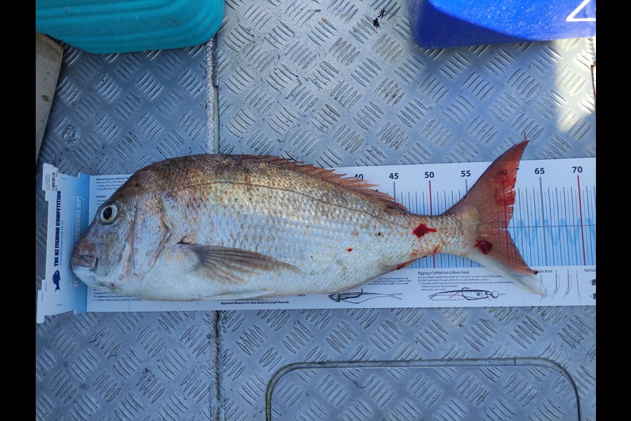 Lance  Harold  caught this 59.5cm Snapper at Little barrier  during The Export NZ Fishing Competition