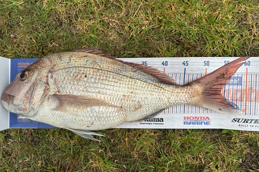 Martin Good caught this 53.5cm Snapper at Coromandel  during The Export NZ Fishing Competition
