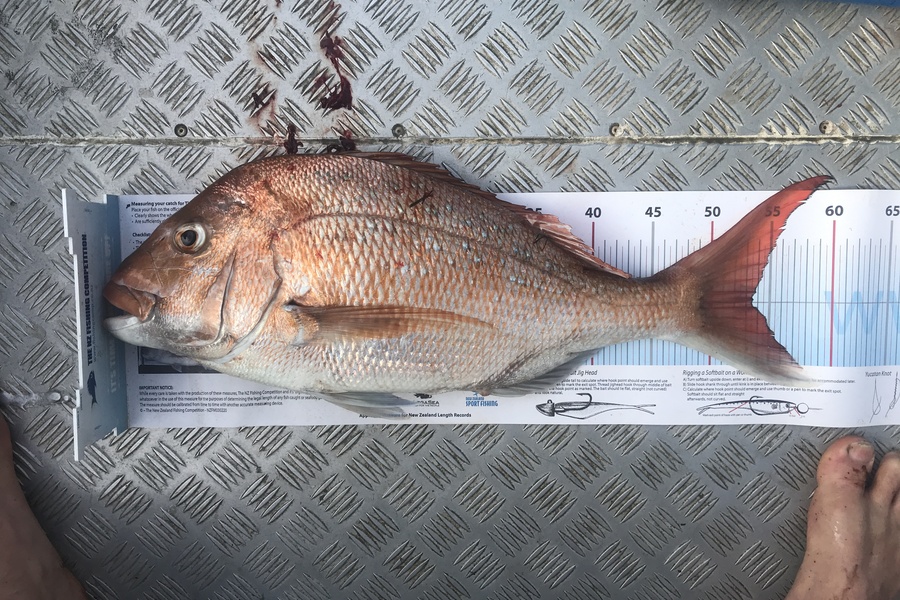 Kraig Steiner caught this 53.5cm Snapper at Kaipara  during The Export NZ Fishing Competition