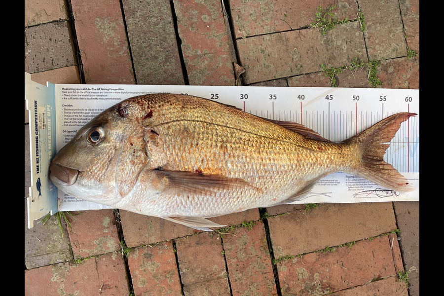 Helen Horrocks caught this 55.0cm Snapper at Hauraki during The Export NZ Fishing Competition