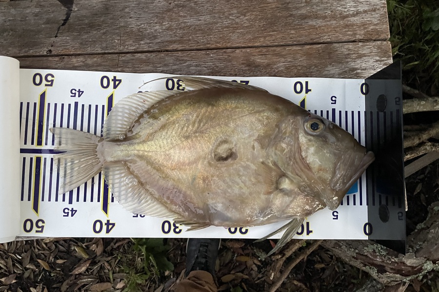 Brian Price caught this 47.0cm John Dory at Kawau island  during The Export NZ Fishing Competition