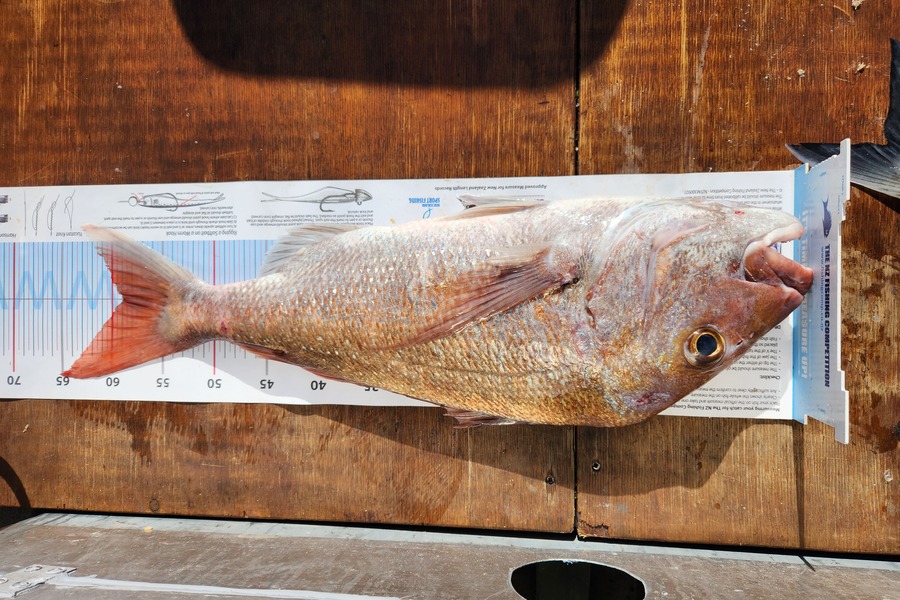 Sean Owbridge caught this 58.5cm Snapper at Tiritiri Matangi during The Export NZ Fishing Competition