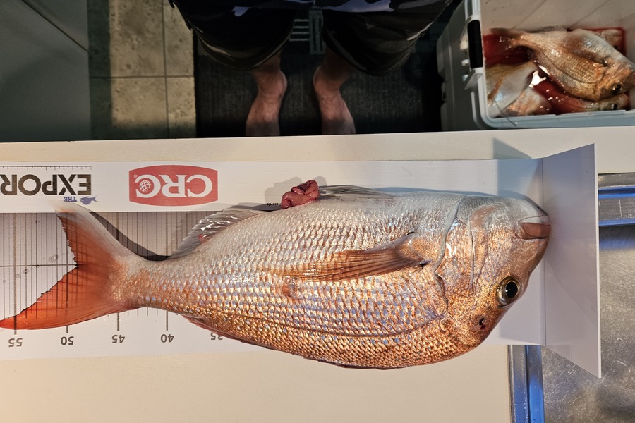 John Hickey caught this 49.0cm Snapper at Pakatoa during The Export NZ Fishing Competition