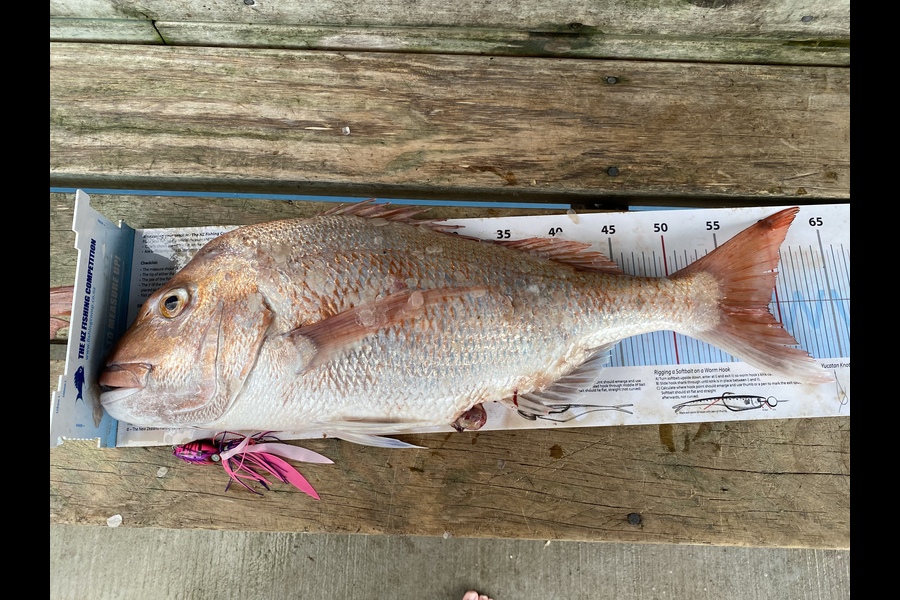 Blair  Treymane caught this 58.5cm Snapper at Coromandel  during The Export NZ Fishing Competition