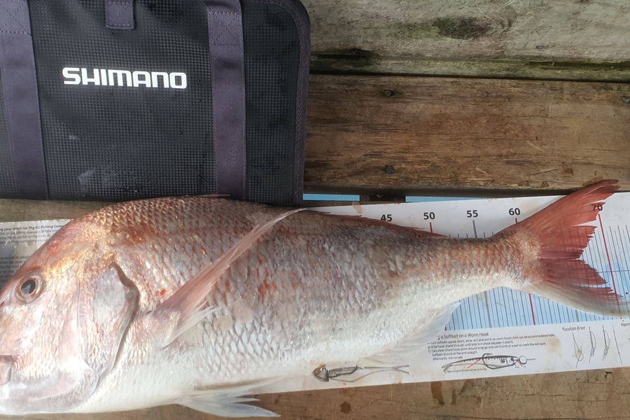 Gareth Halliburton caught this 66.5cm Snapper at Corromandel during The Export NZ Fishing Competition