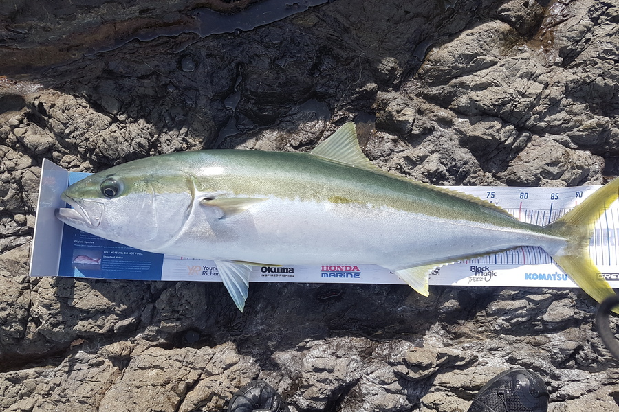 Paul White caught this 91.5cm Kingfish at East coast during The Export NZ Fishing Competition