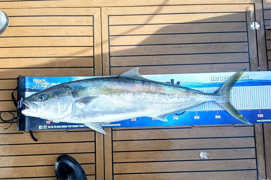 Colin Kerr caught this 96.0cm Kingfish at Gisborne during The Export NZ Fishing Competition