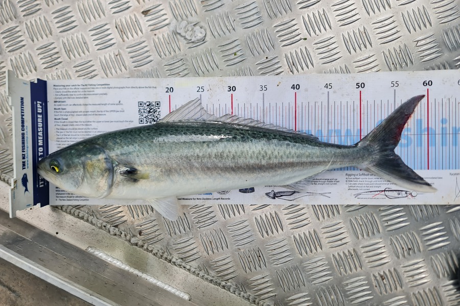 Hendrik Klopper caught this 55.0cm Kahawai at Whangarei  during The Export NZ Fishing Competition