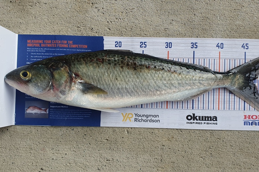 Simon Roberts caught this 46.5cm Kahawai at Kaipara Harbour during The Export NZ Fishing Competition